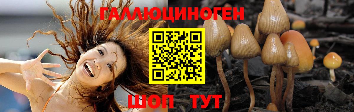 Псилоцибиновые грибы Psilocybe  Вход с VPN  Ставрополь 